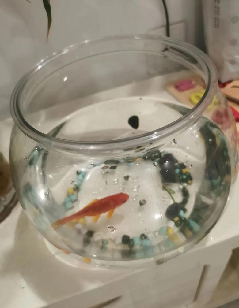 金鱼鱼缸大小与水位选择指南