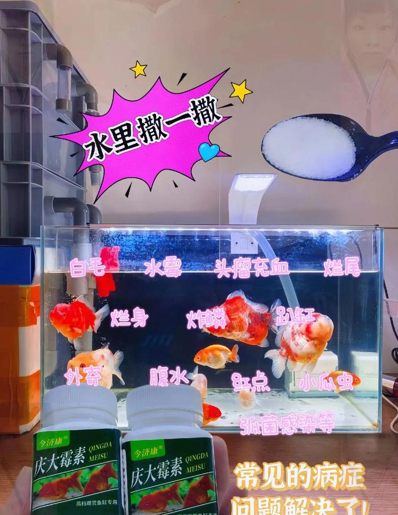 鱼缸腥味去除攻略：6招告别异味，水质更健康