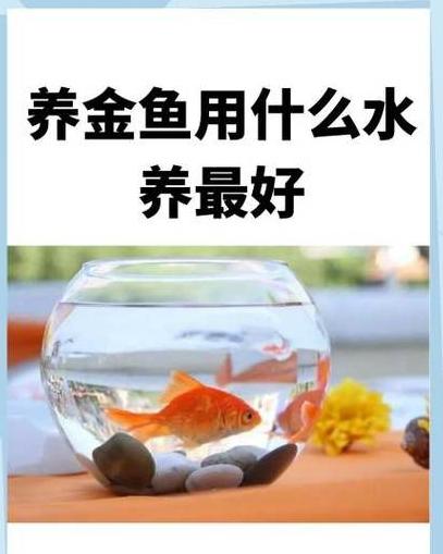 养好小金鱼的五大关键要素