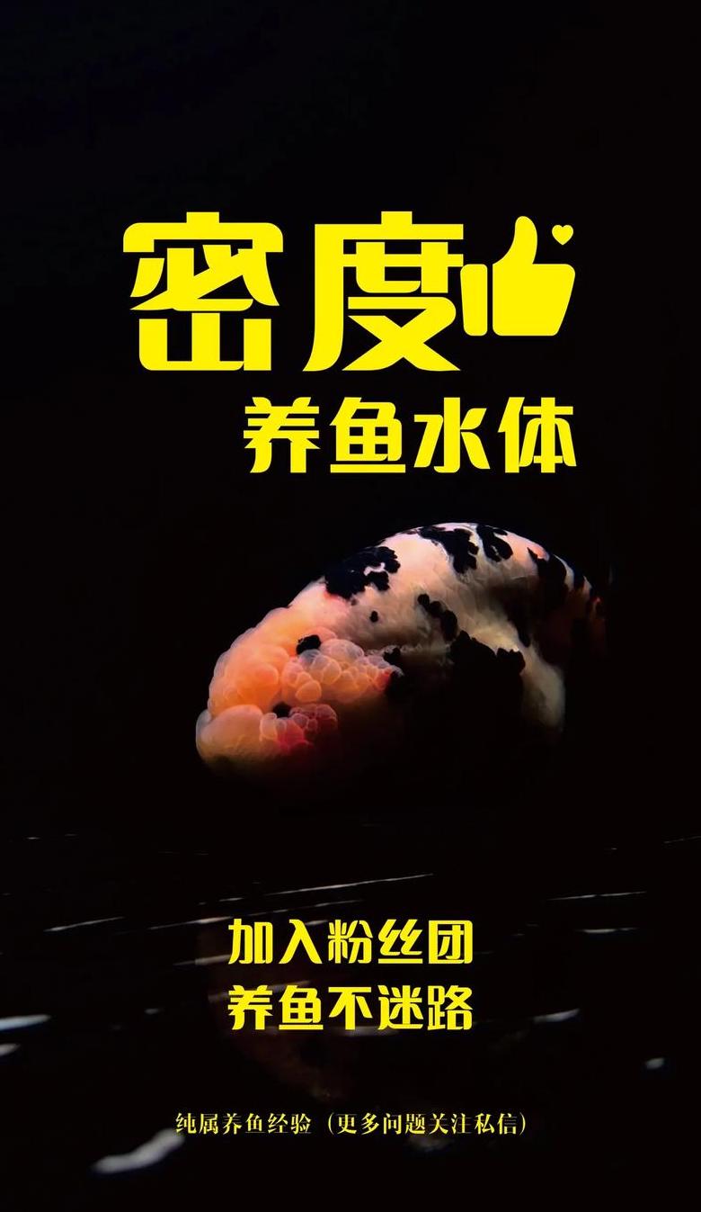 金鱼养殖指南：鱼缸大小与合适金鱼数量的风水之道